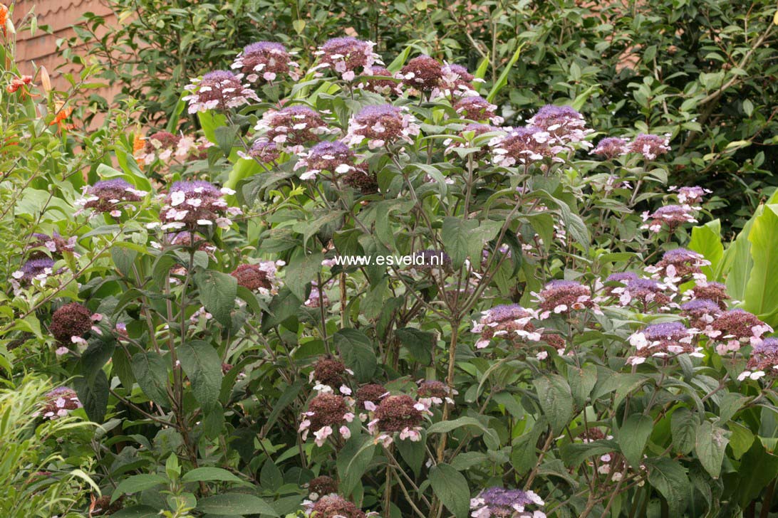 Hydrangea aspera