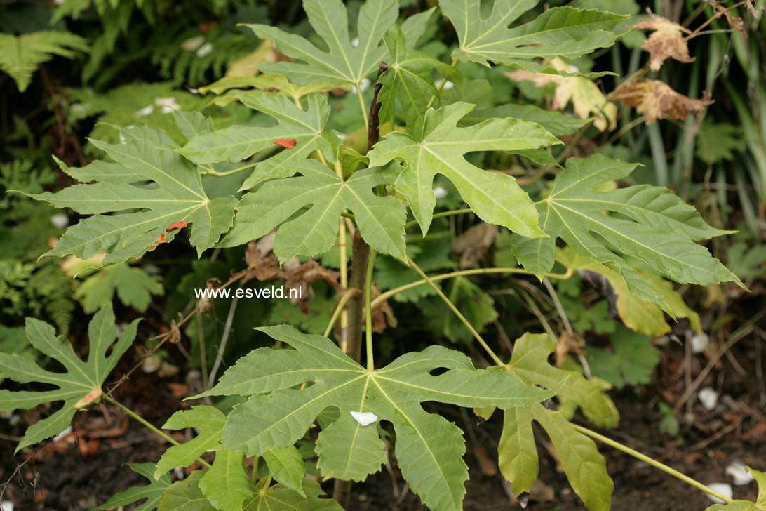 Fatsia japonica