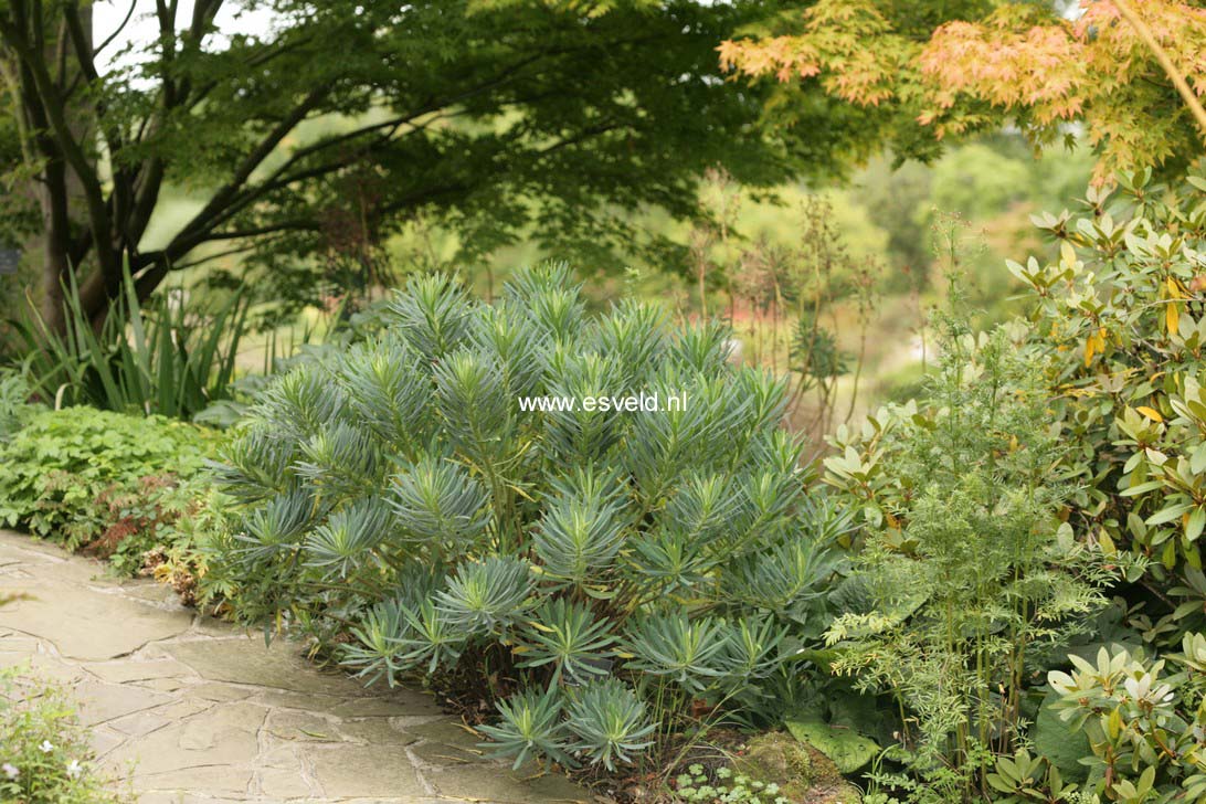 Euphorbia characias