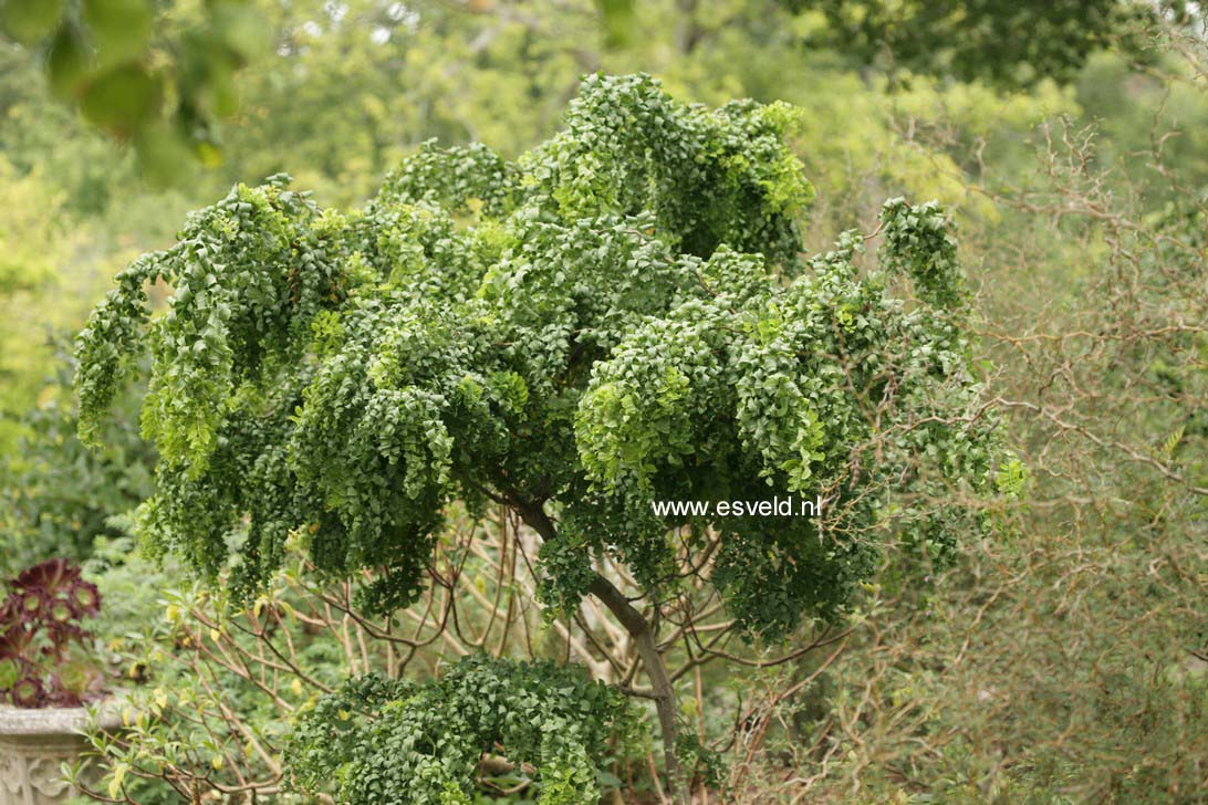 Robinia pseudoacacia 'Lace Lady'