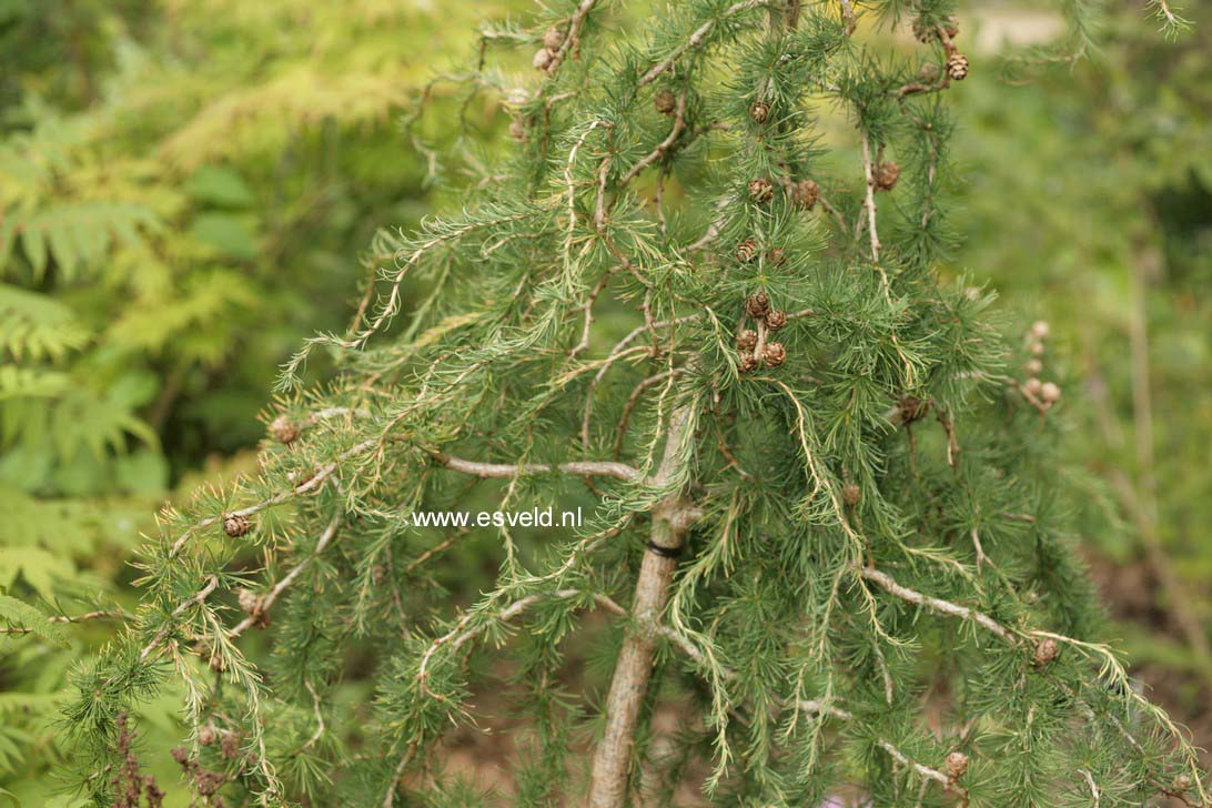 Larix decidua 'Horstmann Recurved'