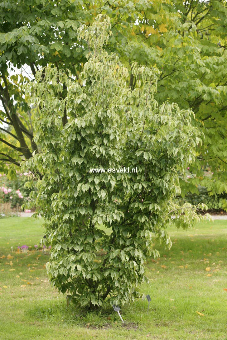 Cornus kousa 'Autumn Rose'