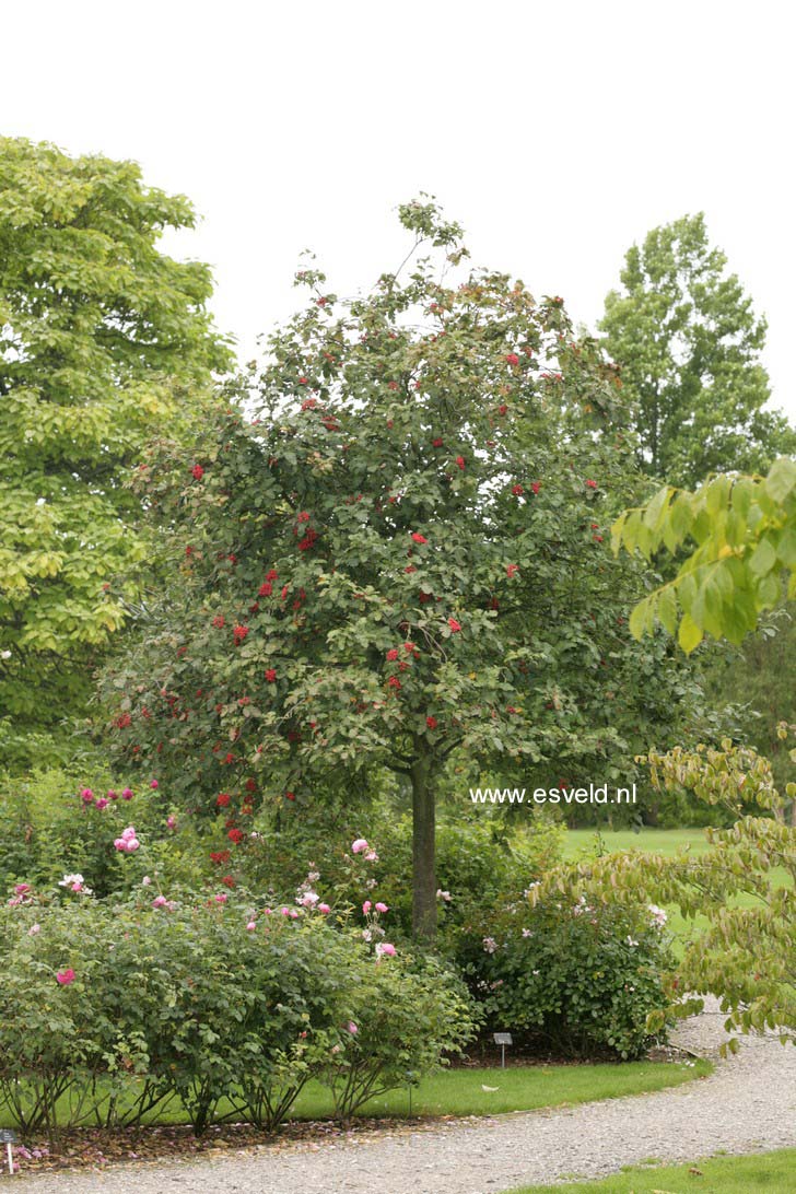 Sorbus hybrida 'Gibbsii'