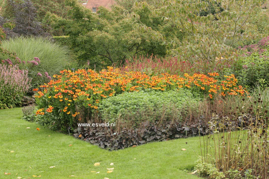 Helenium 'Sahin's Early Flowerer'