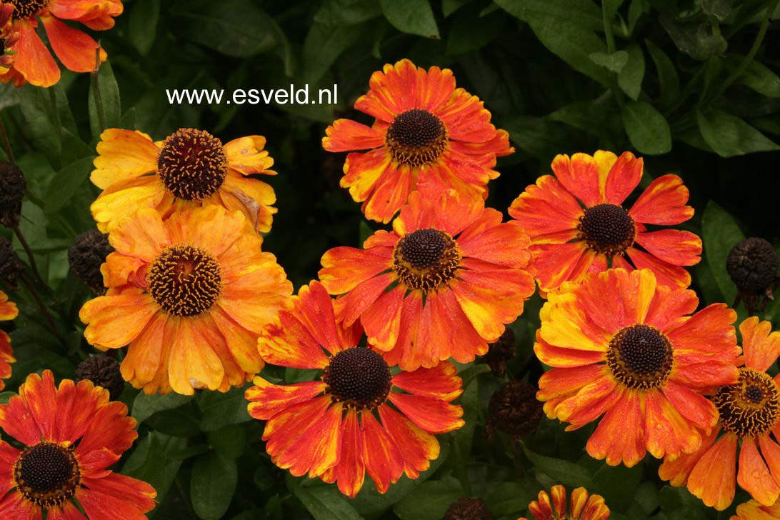 Helenium 'Sahin's Early Flowerer'