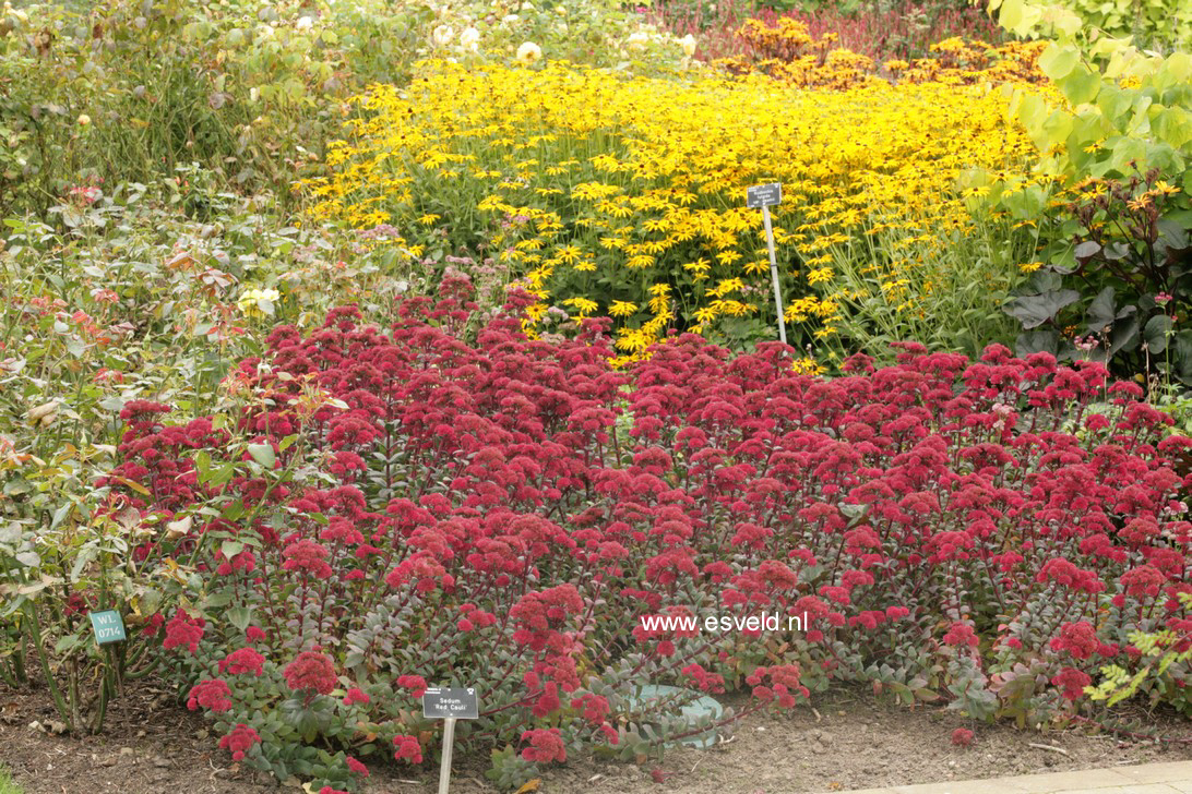 Sedum 'Red Cauli'