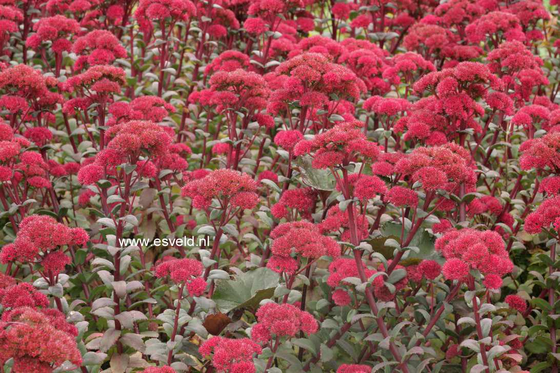 Sedum 'Red Cauli'