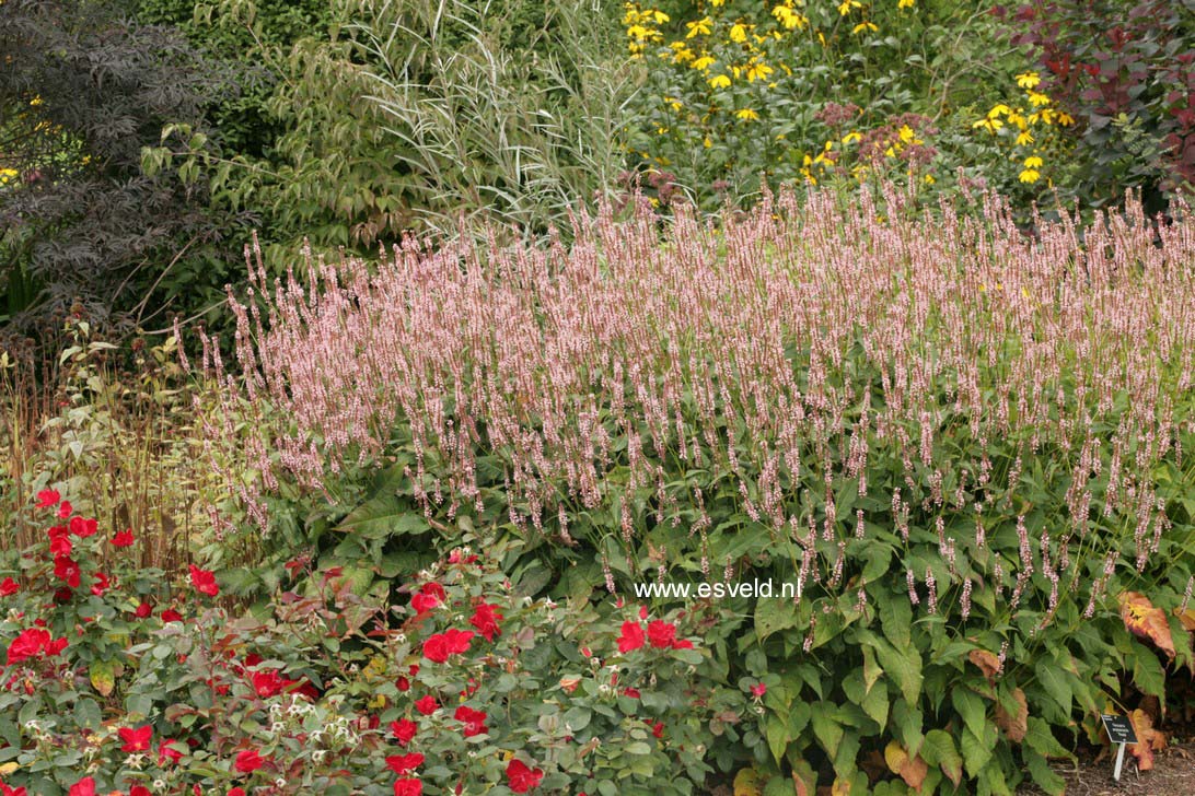 Persicaria amplexicaulis 'Rosea'