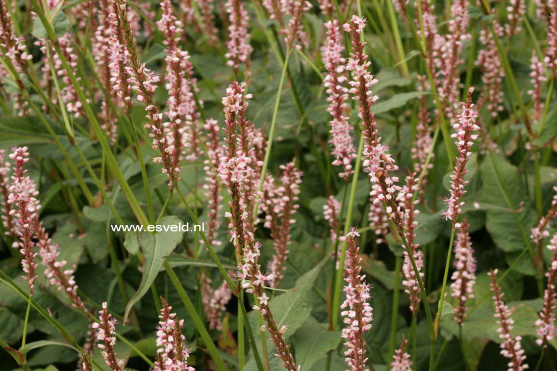 Persicaria amplexicaulis 'Rosea'