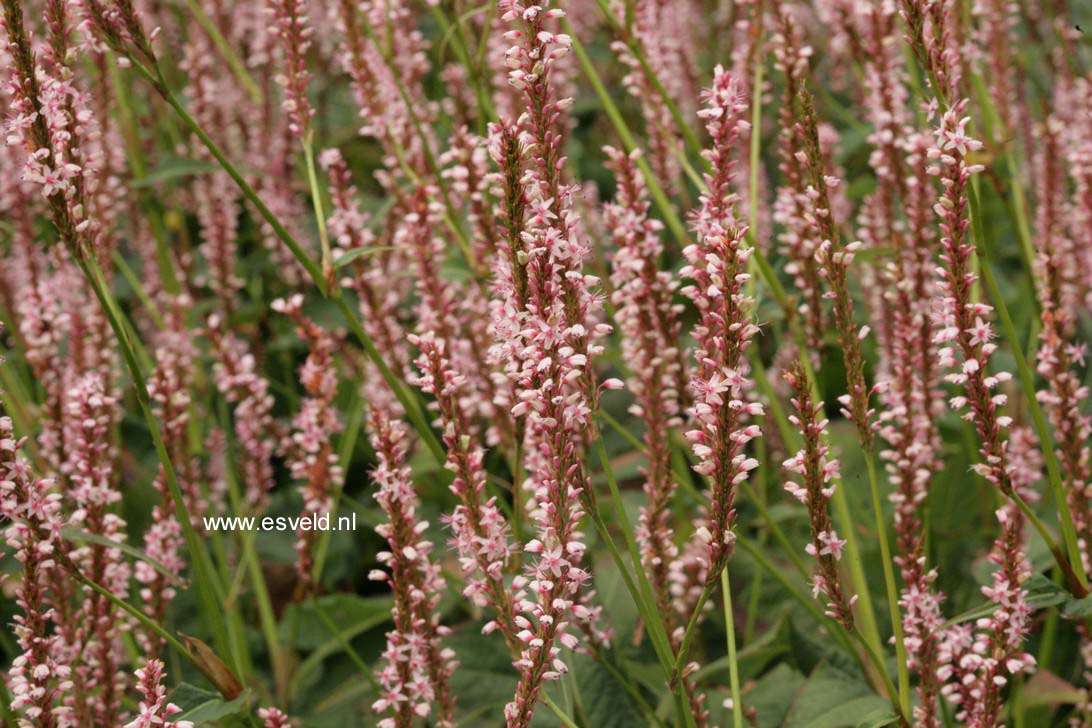 Persicaria amplexicaulis 'Rosea'