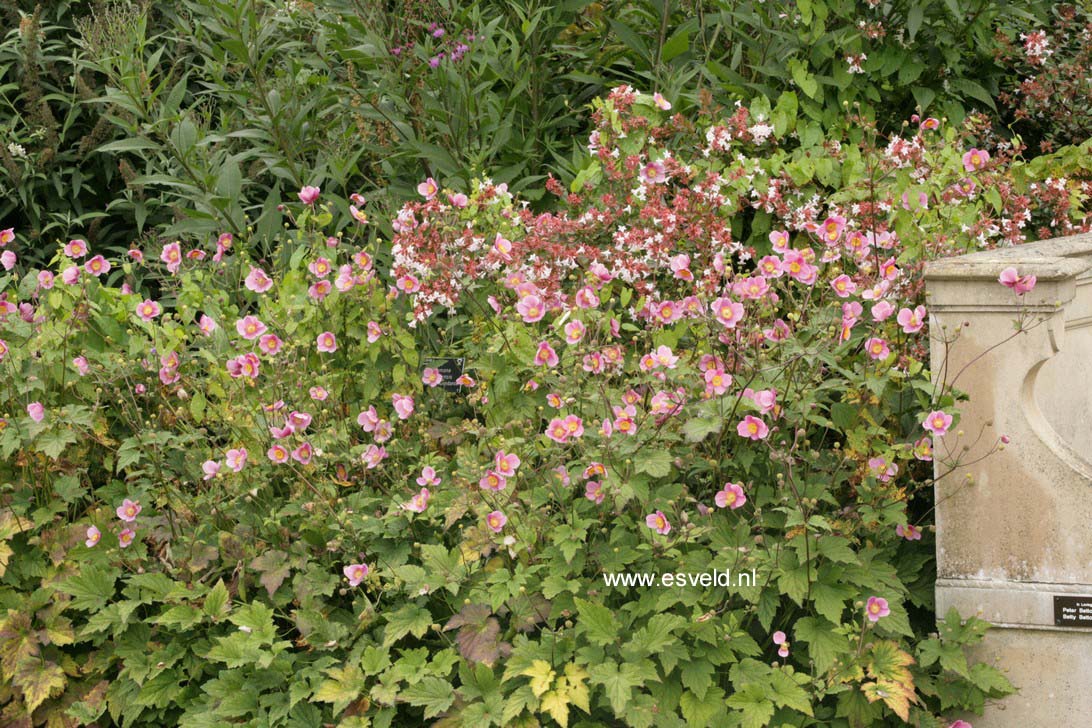 Anemone hybrida 'Hadspen Abundance'