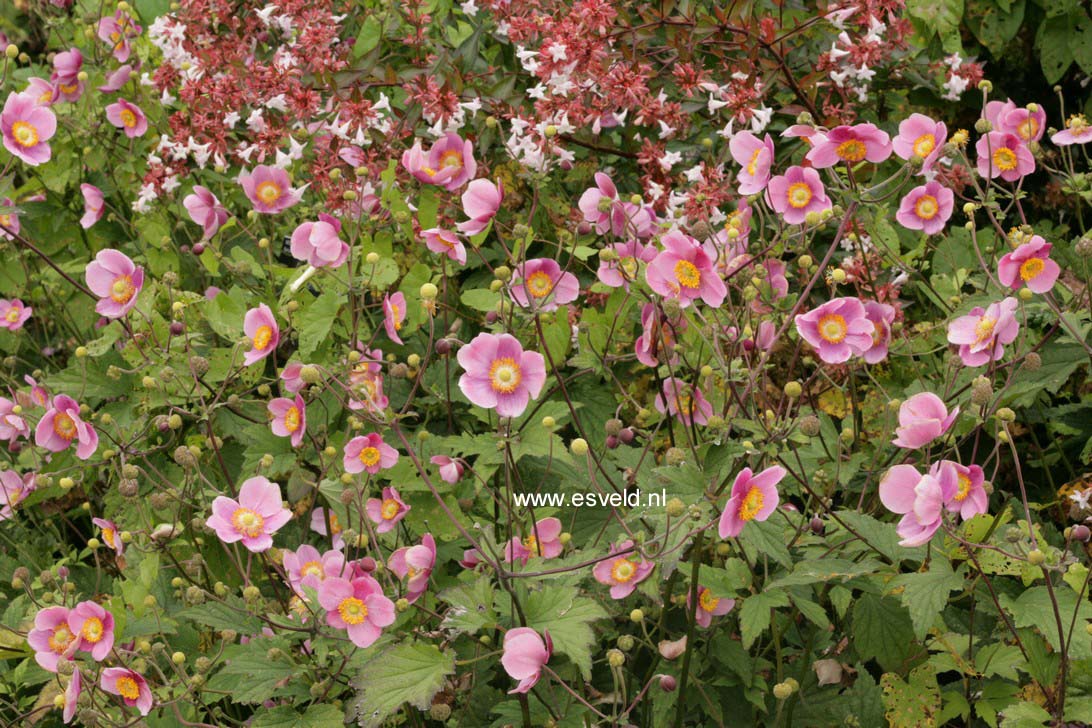 Anemone hybrida 'Hadspen Abundance'