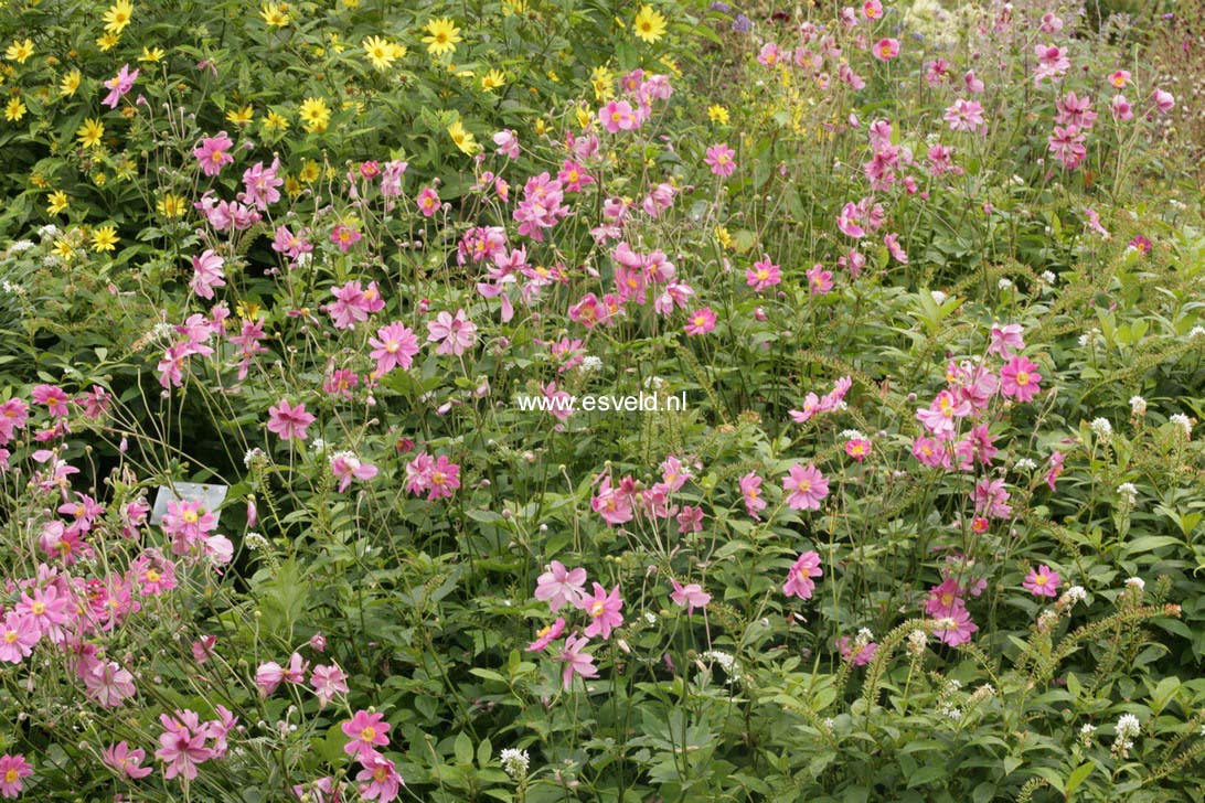 Anemone hupehensis 'Prinz Heinrich'