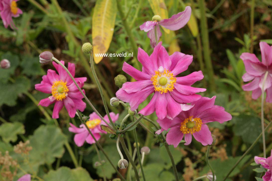 Anemone hupehensis 'Prinz Heinrich'