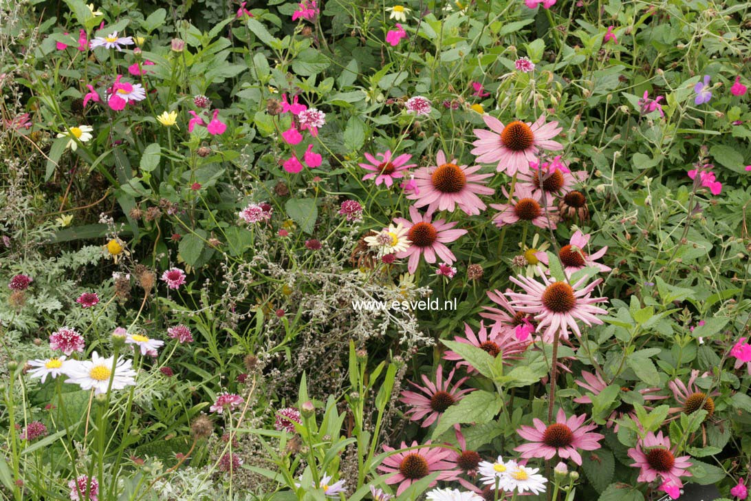 Echinacea purpurea 'Magnus'