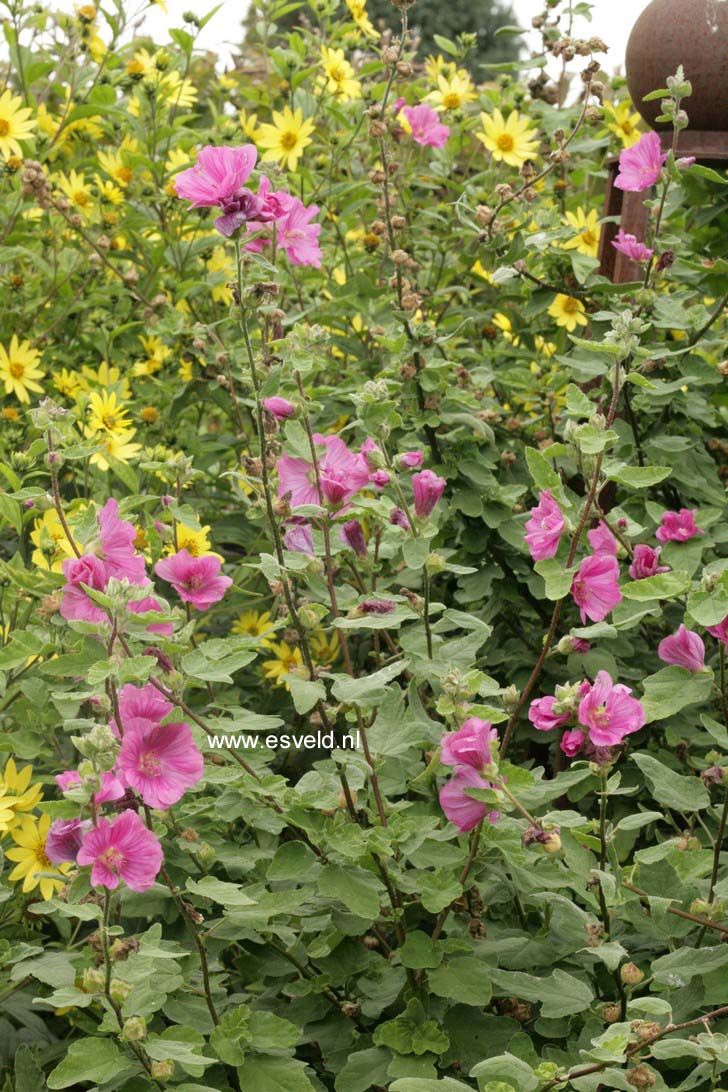 Lavatera 'Burgundy Wine'