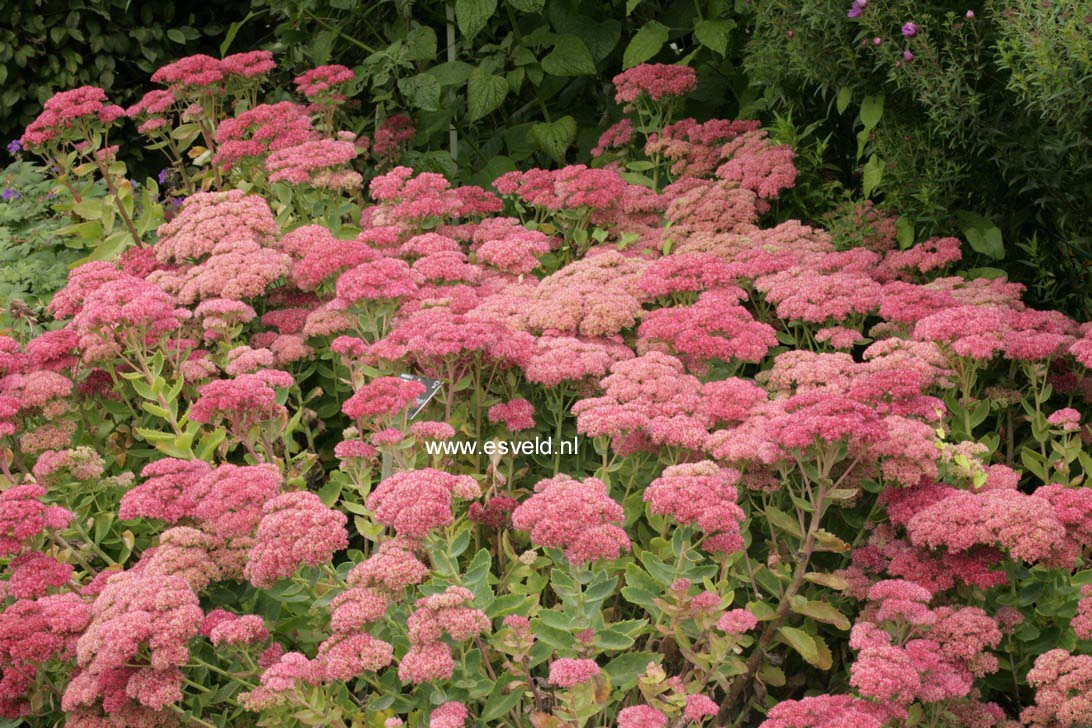 Sedum 'Herbstfreude'