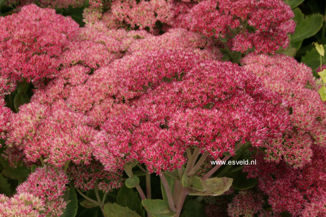 Sedum 'Herbstfreude'