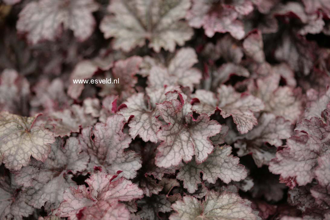 Heuchera 'Plum Pudding'