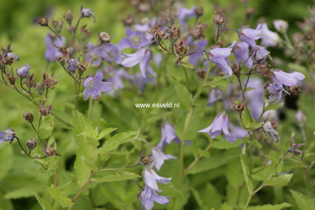 Campanula lactiflora 'Prichard's Variety'