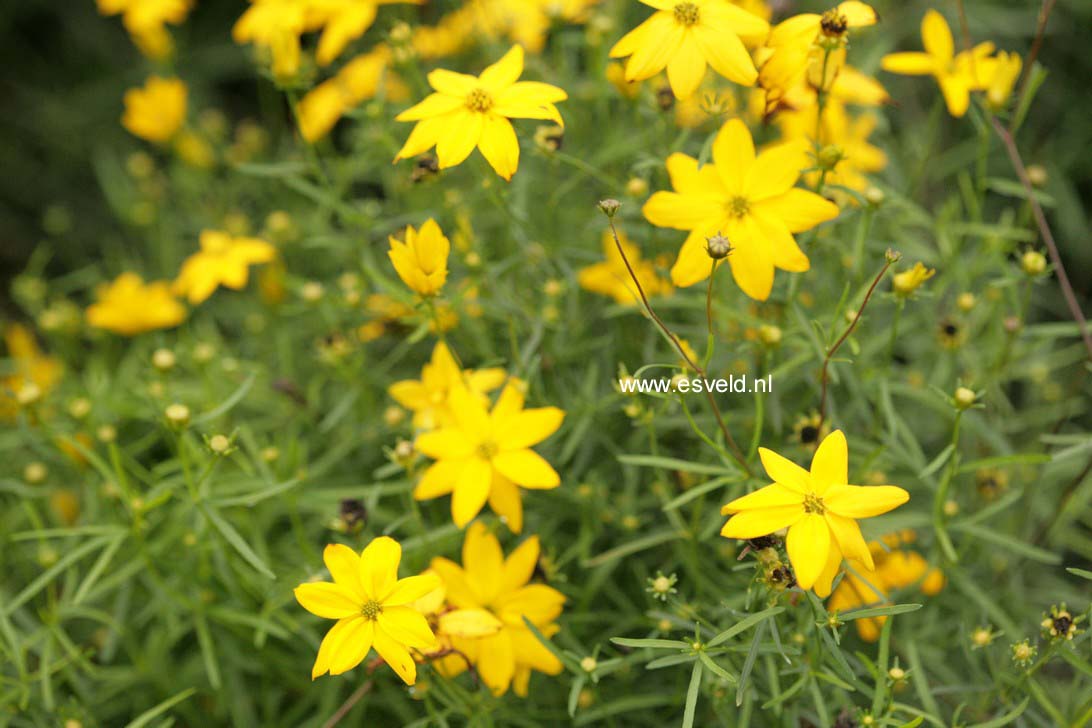 Coreopsis verticillata 'Grandiflora'