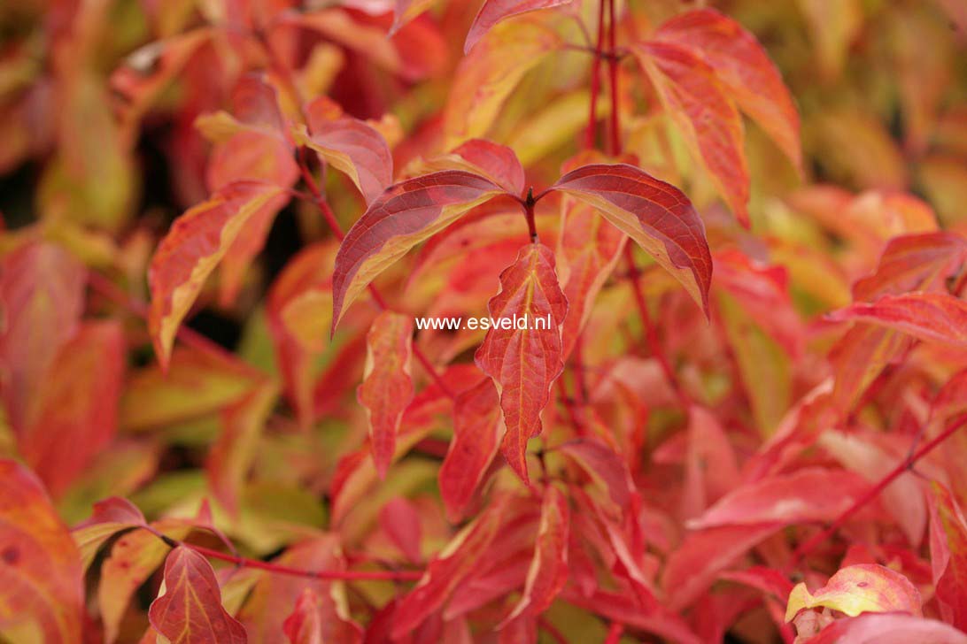 Cornus sanguinea 'Anny's Winter Orange'