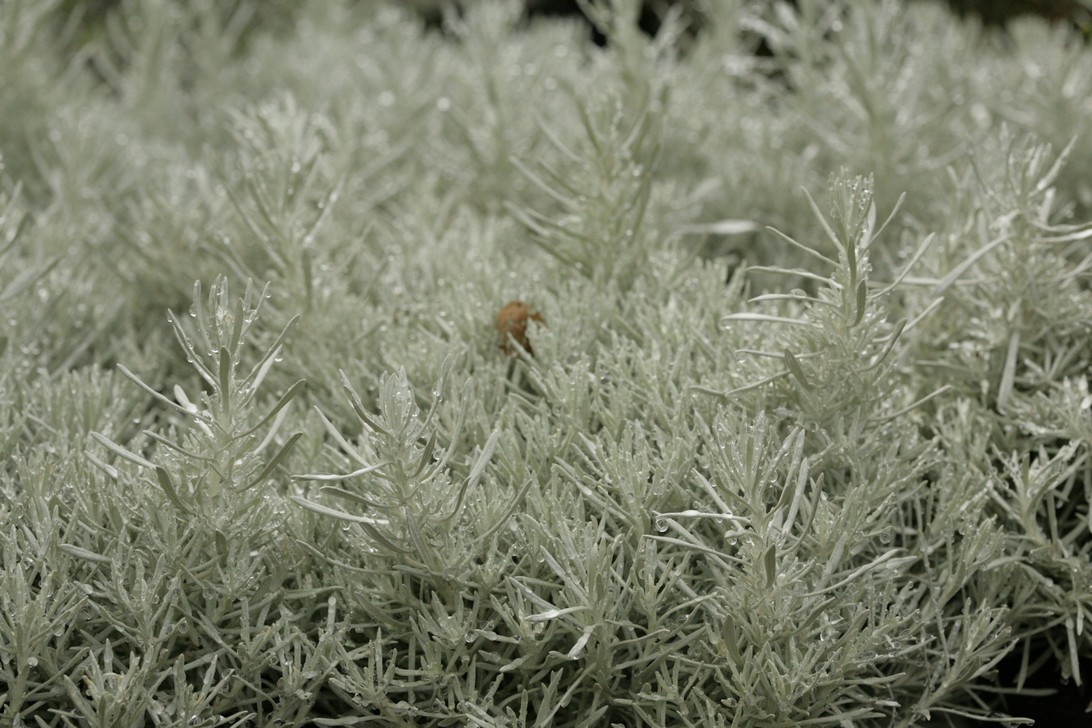 Plantentuin Esveld