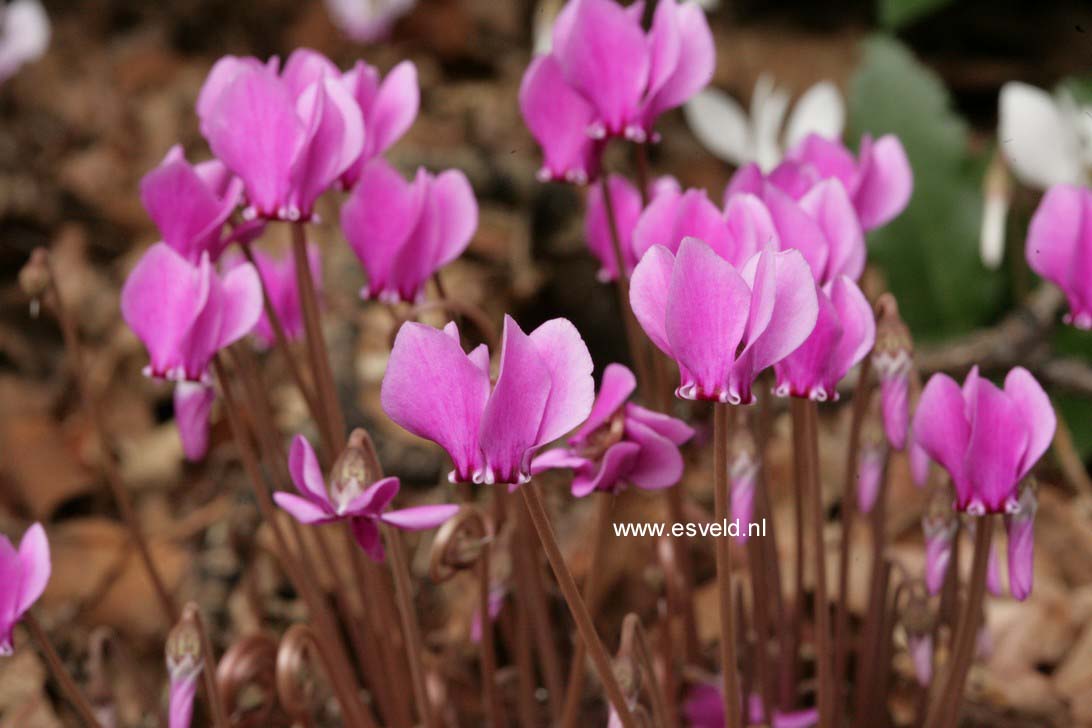 Cyclamen hederifolium