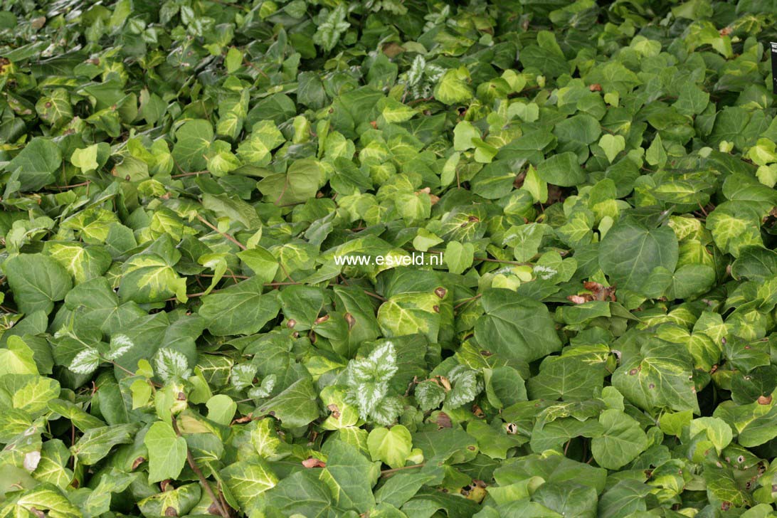 Hedera colchica 'Sulphur Heart'