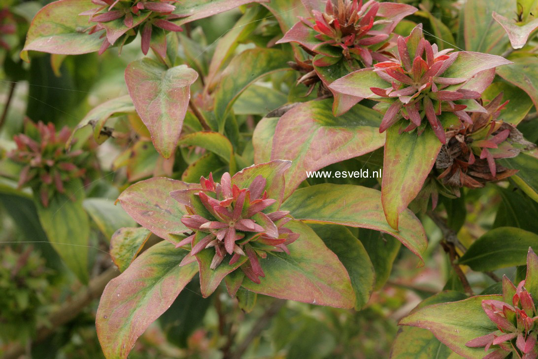Abelia mosanensis