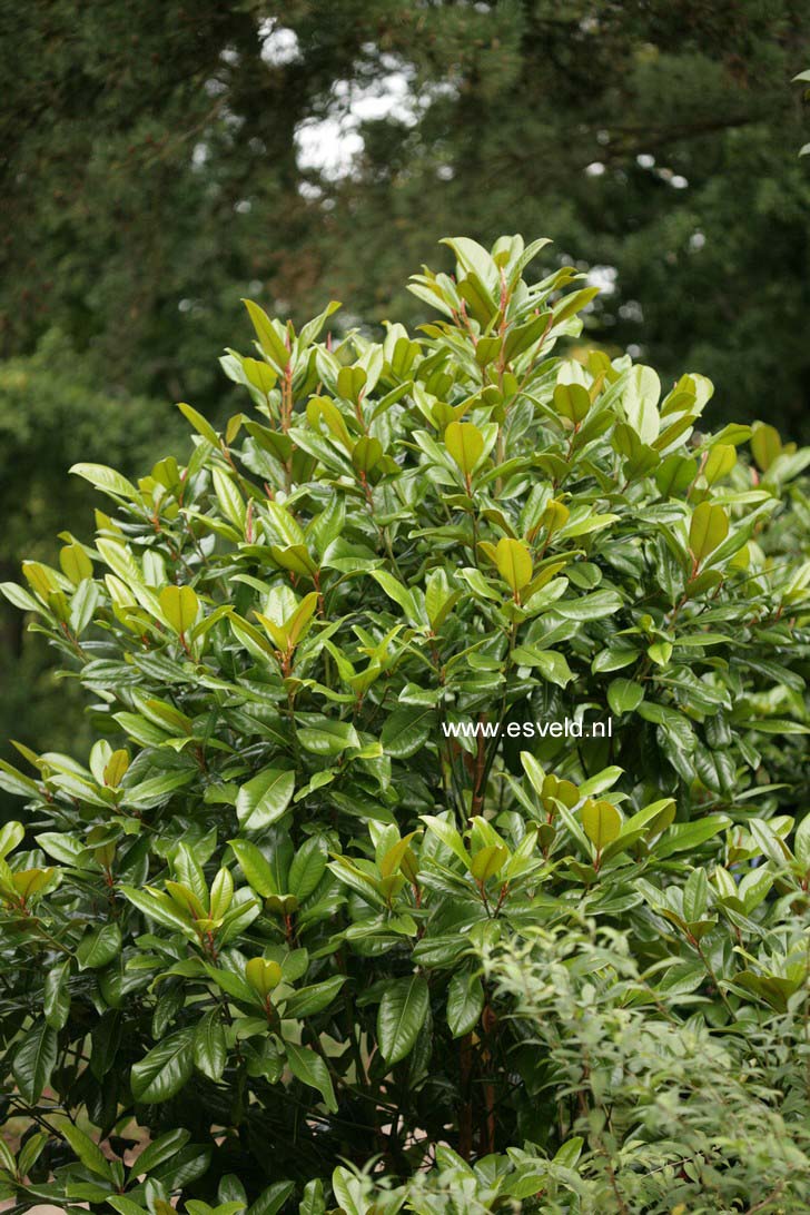 Magnolia grandiflora 'Victoria'