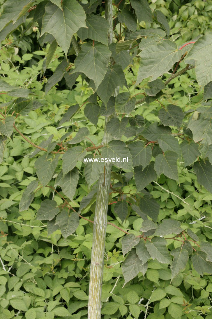 Acer davidii 'Mindavi' (VIPER)