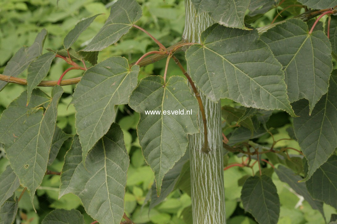 Acer davidii 'Mindavi' (VIPER)