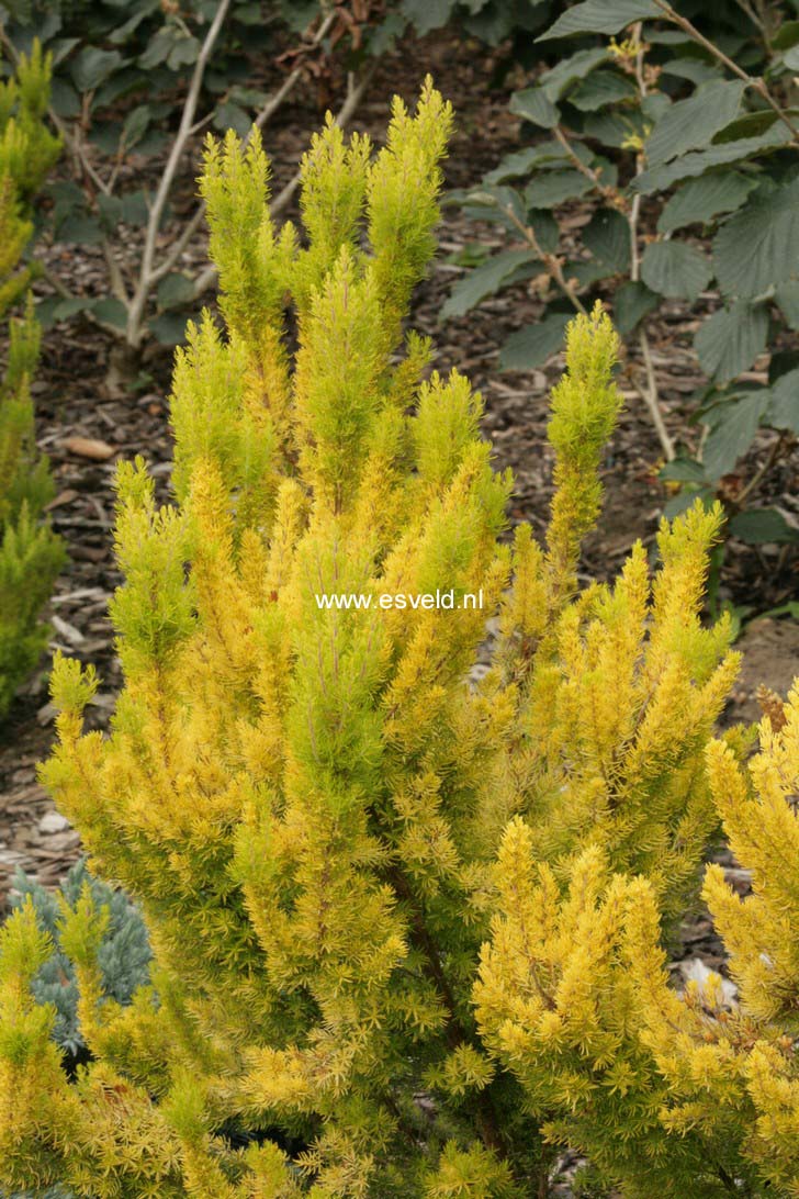 Erica arborea 'Albert's Gold'