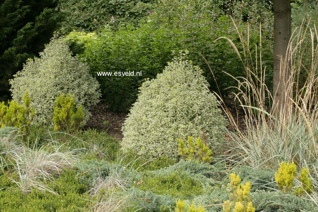 Pittosporum tobira 'Variegatum'