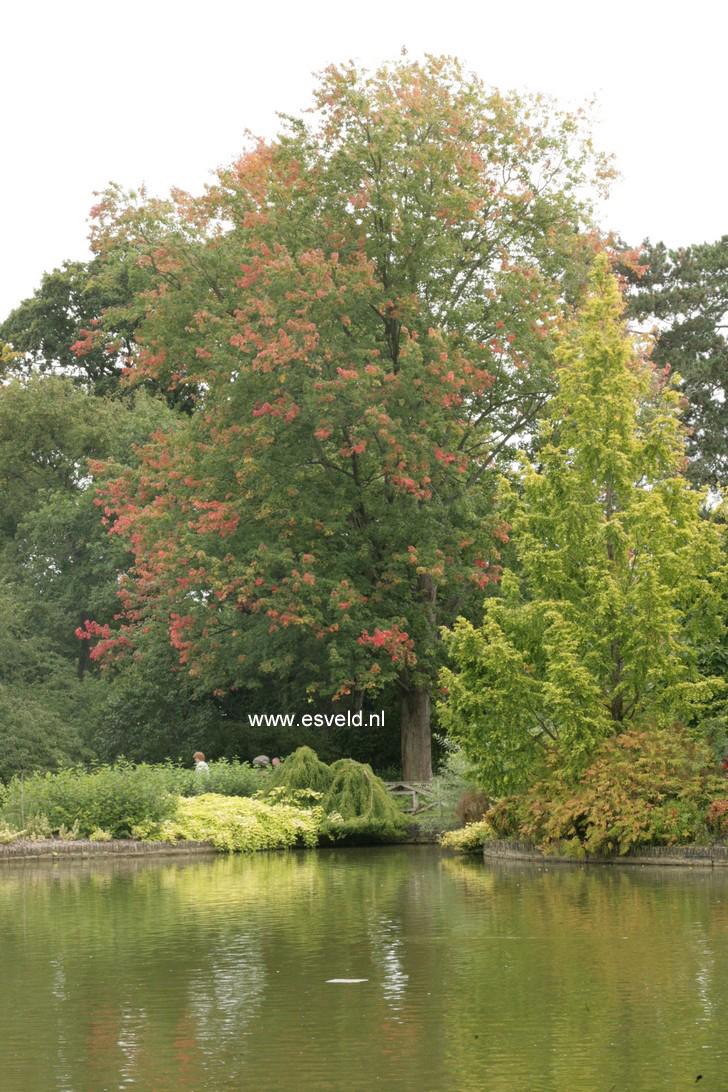 Acer rubrum