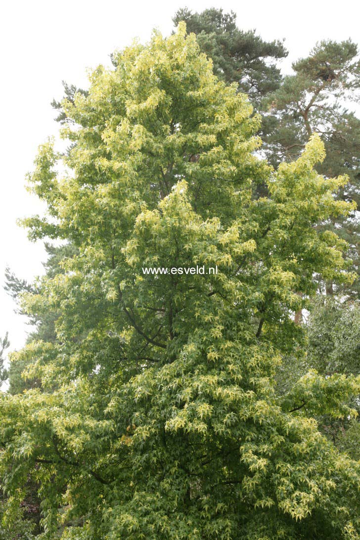 Liquidambar styraciflua 'Aurea'