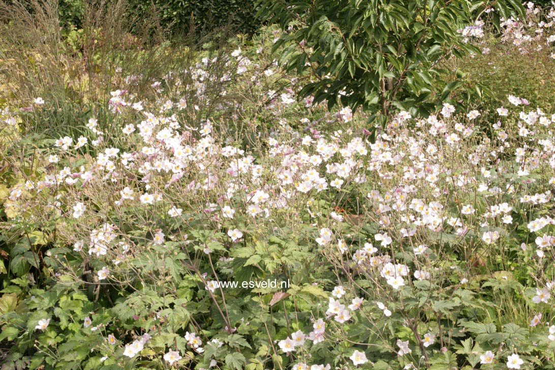 Anemone tomentosa 'Robustissima'