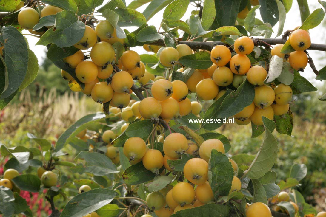 Malus 'Golden Hornet'