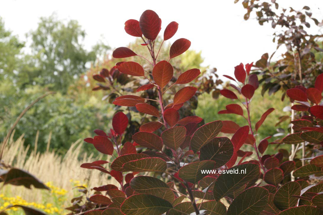 Cotinus coggygria 'Royal Purple'