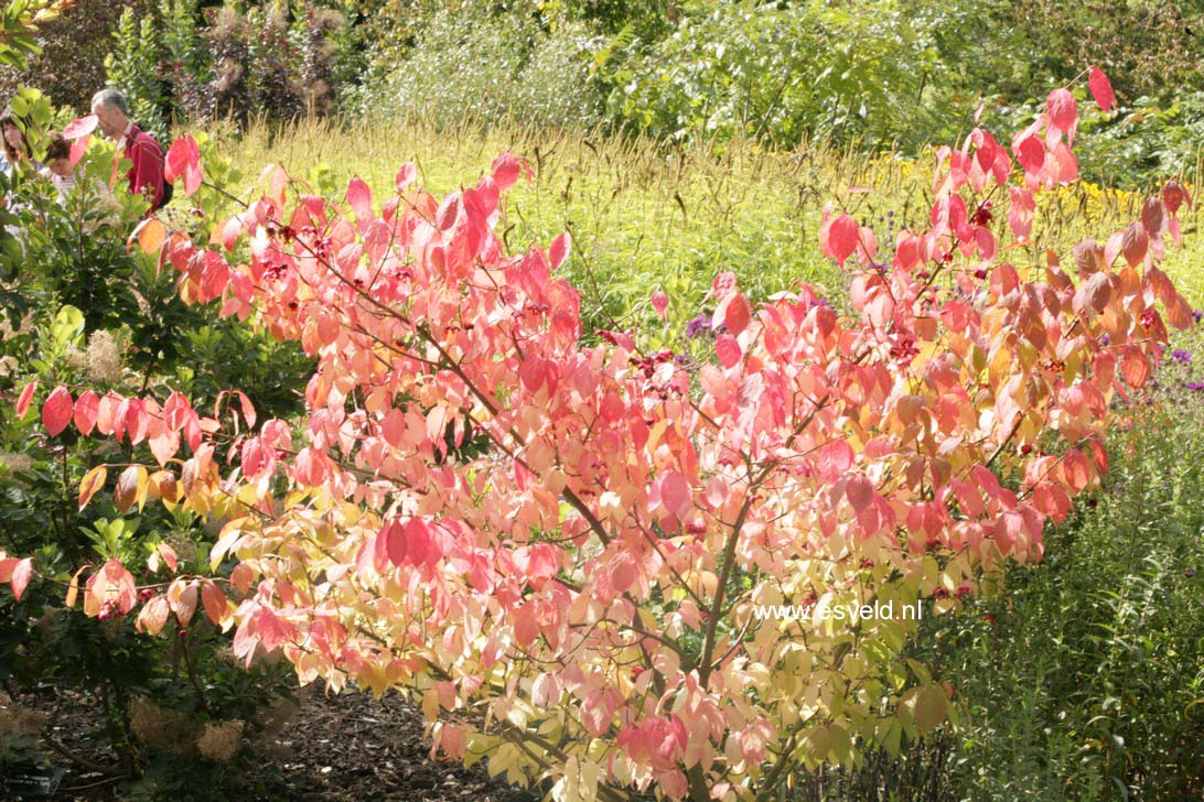 Euonymus planipes