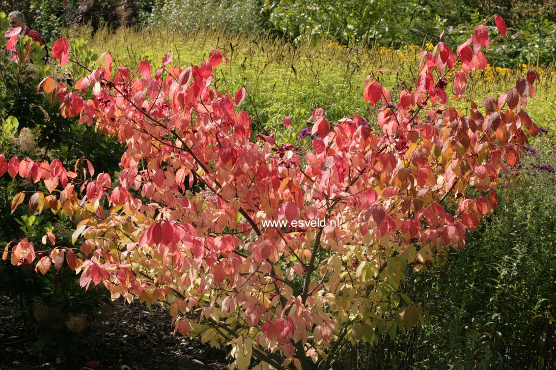 Euonymus planipes