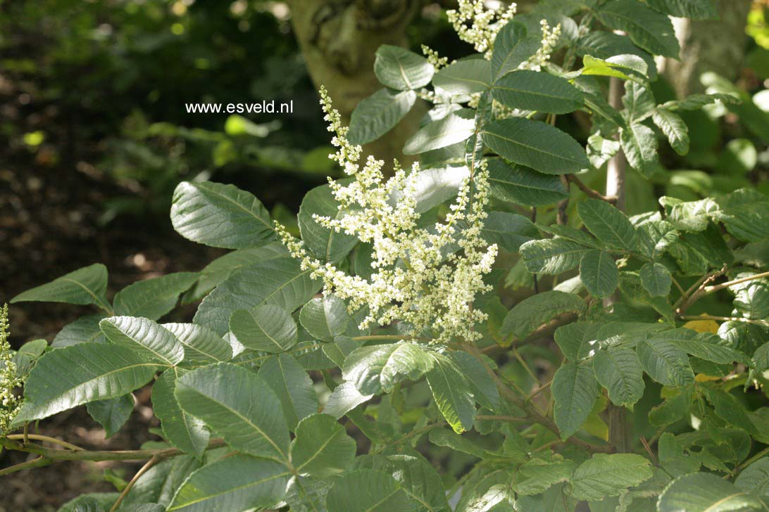 Rhus chinensis