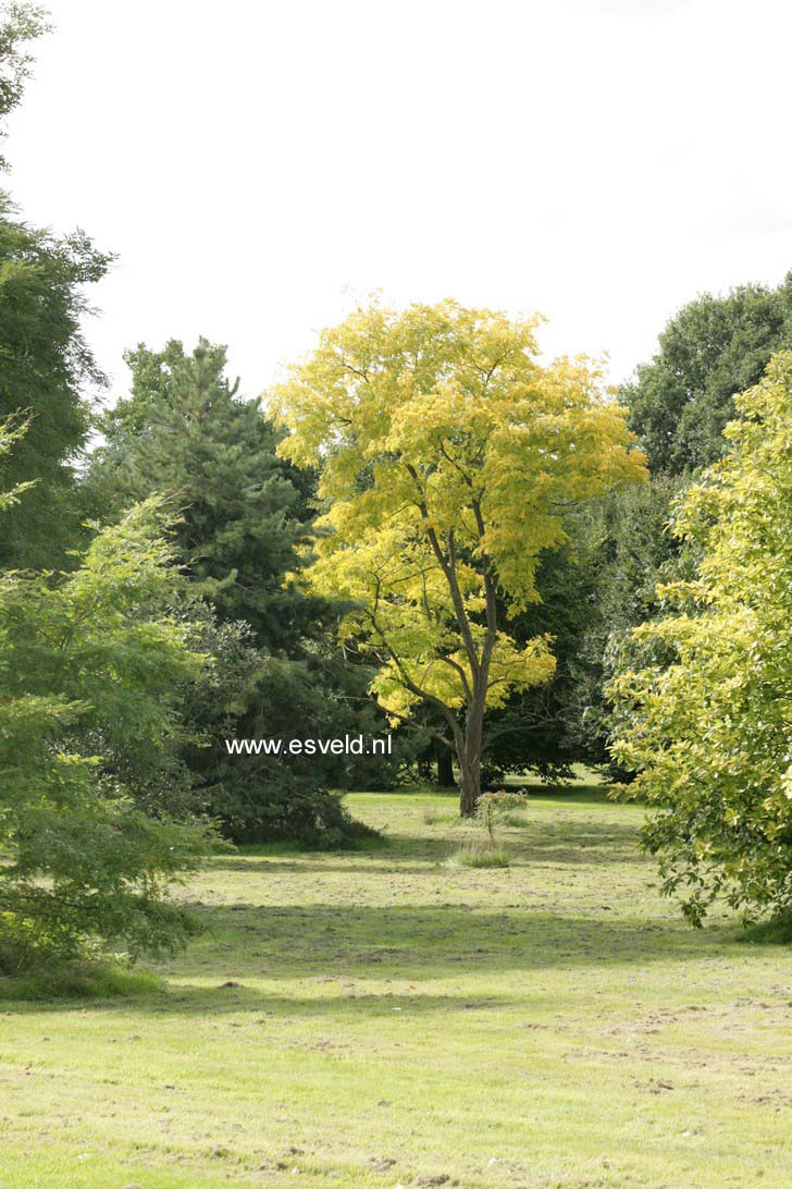 Robinia pseudoacacia 'Frisia'