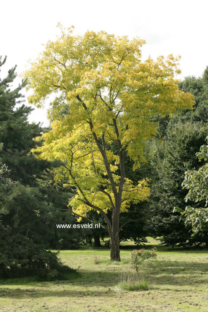 Robinia pseudoacacia 'Frisia'