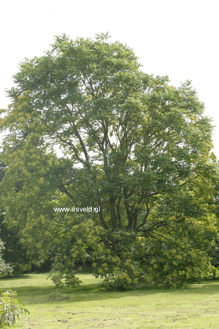 Ailanthus altissima