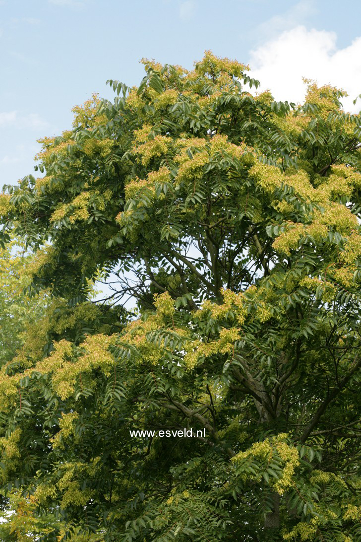 Ailanthus altissima