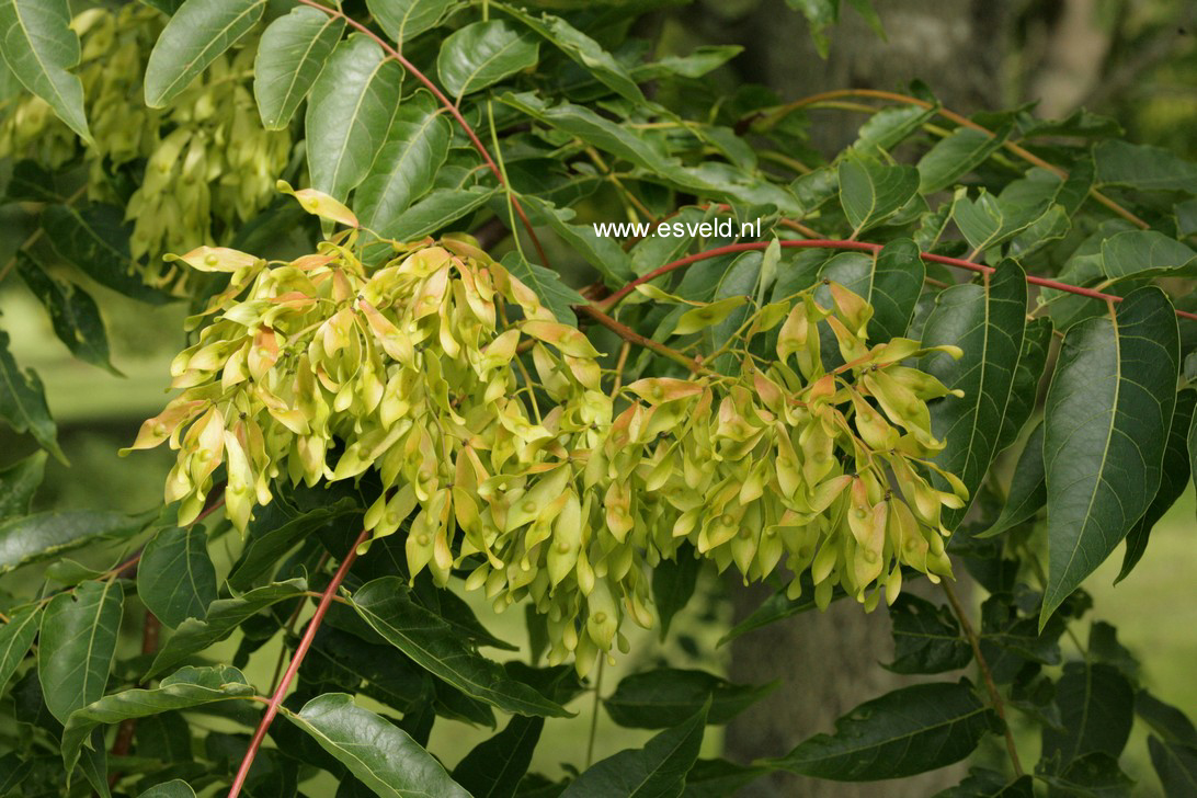 Ailanthus altissima