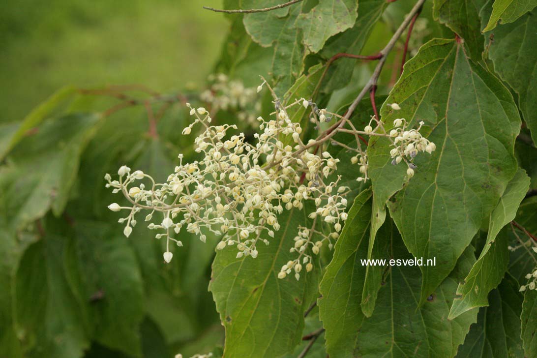 Poliothyrsis sinensis