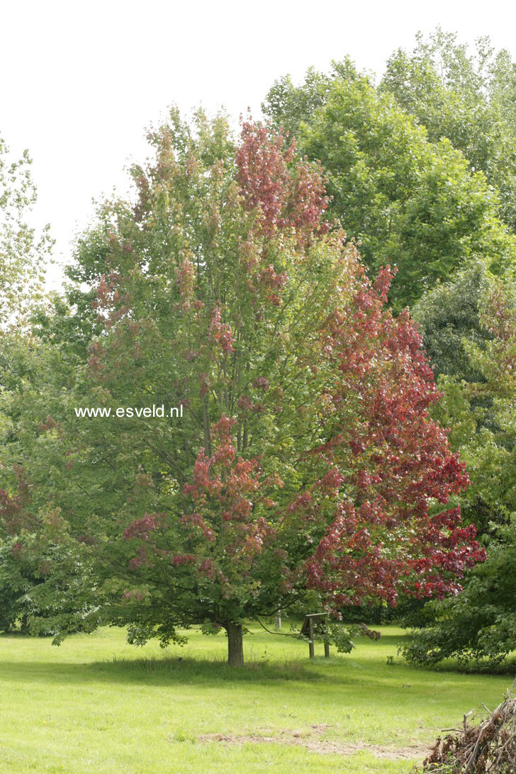 Acer rubrum 'October Glory'